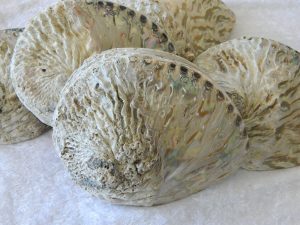 Abalone Half Polished 14-15cm