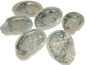 Abalone Mabe Pearl