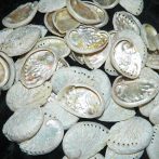 Abalone Baby Shell Cleaned Size 5-6cm