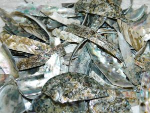 Abalone Cut for Mosaics 500grams