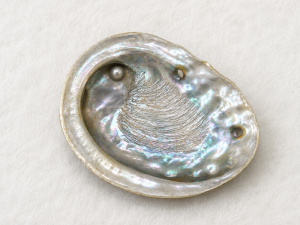 Abalone Shell Mabe Pearl CodeS130