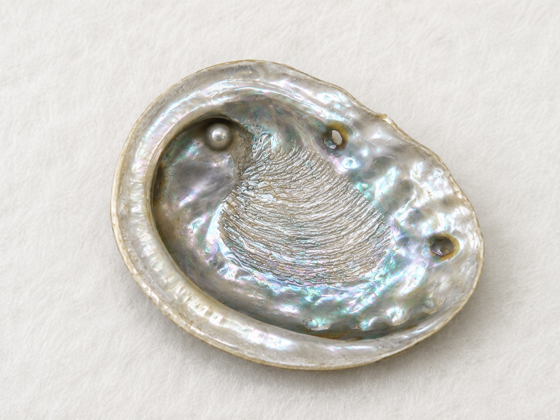 Abalone Shell Mabe Pearl CodeS130