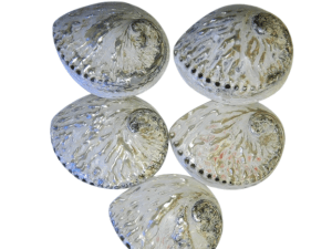 Abalone / Perlemoen natural polished Shell