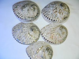 Abalone / Perlemoen white polished Shell