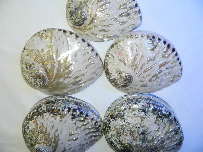 Abalone Shell Natural Polished 14-15cm CodeS022