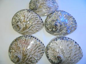 Abalone Shell Natural Polished 16-17cm CodeS024