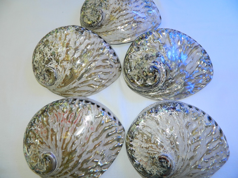 Abalone Shell Natural Polished 16-17cm CodeS024