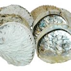 Abalone raw shell