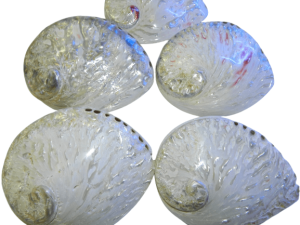 Abalone / Perlemoen white polished Shell