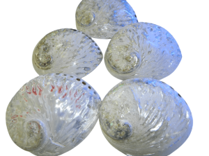 Abalone / Perlemoen white polished Shell