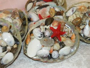 Abalone raw shell with assorted shells