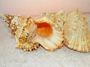 Bursa Sea Shell XL