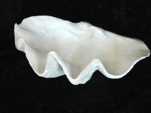 Clam resin Size34cmX21cm