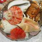 Fruits of the sea – Basket of assorted sea shells