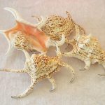 Lambis Spider Chiagra CodeJ189 Size17X12cm