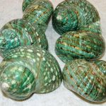 Madagascar Turbo CodeJ304 9cm