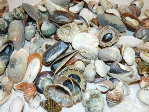 Mixed Shells Local 1Kg Bags