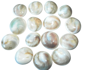 Opperculms Polished