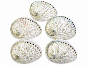 Abalone Shell Natural Polished 13-14cm CodeS021
