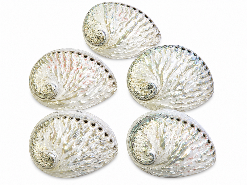 Abalone Shell Natural Polished 13-14cm CodeS021