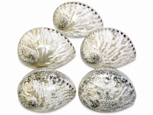 Abalone Shell Natural Polished 14-15cm CodeS022