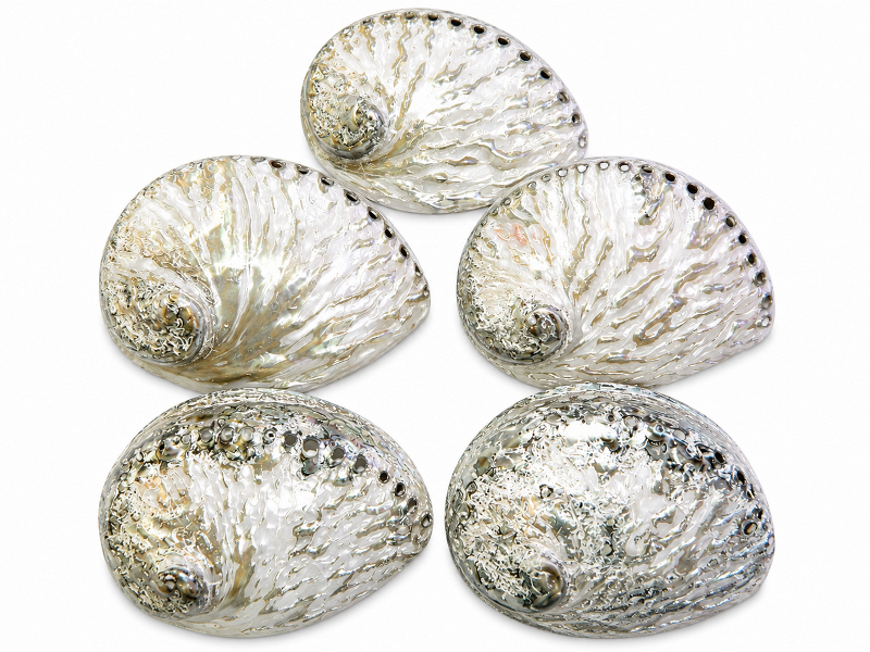 Abalone Shell Natural Polished 14-15cm CodeS022