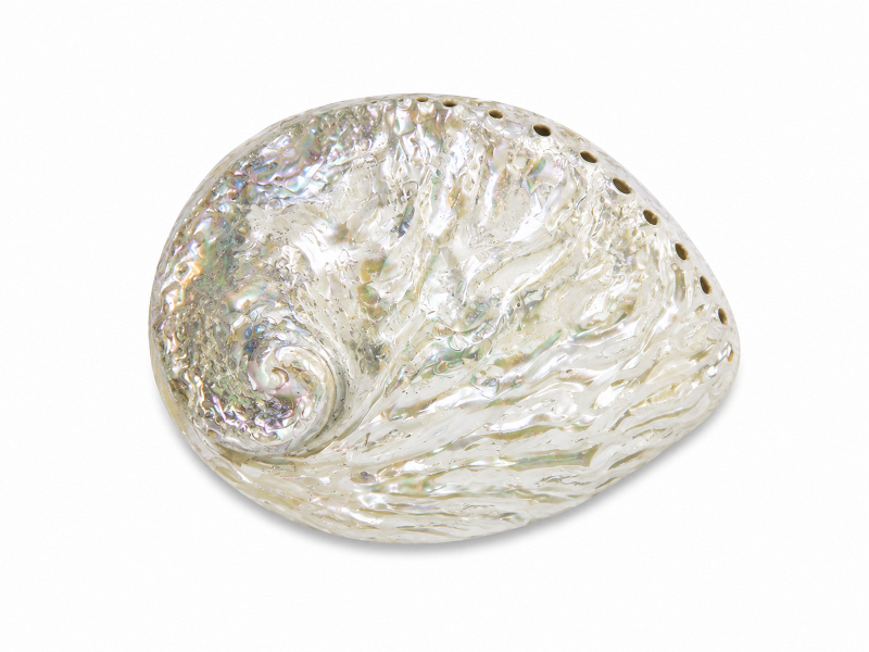 Abalone Shell Natural Polished 15-16cm CodeS023
