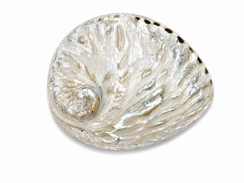 Abalone Shell Natural Polished 16-17cm CodeS024