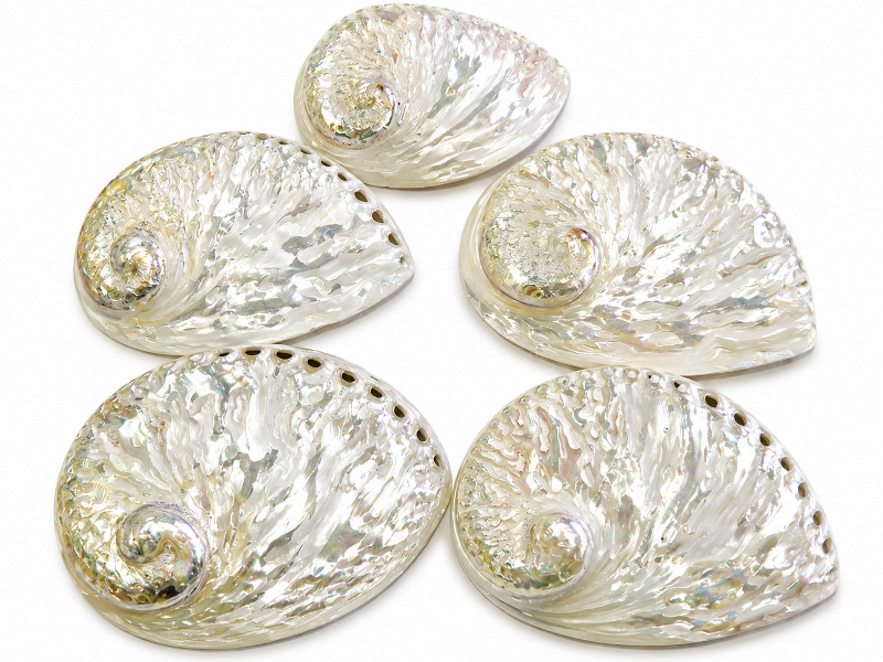 Abalone Shell White Polished 13-14cm CodeS060