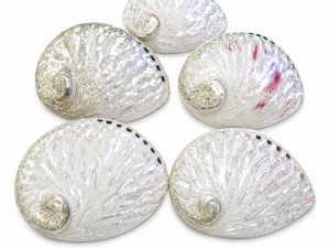 Abalone Shell White Polished 14-15cm CodeS061
