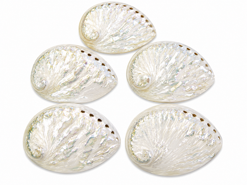 Abalone Shell White Polished 15-16cm CodeS062