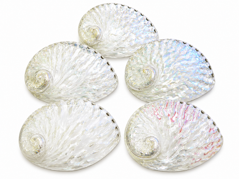 Abalone Shell White Polished 16-17cm CodeS063