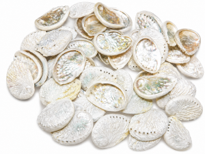 Abalone Shell Baby Cleaned CodeS122