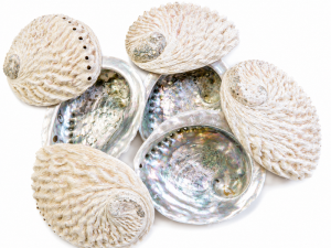 Abalone Shell Raw CodeS133