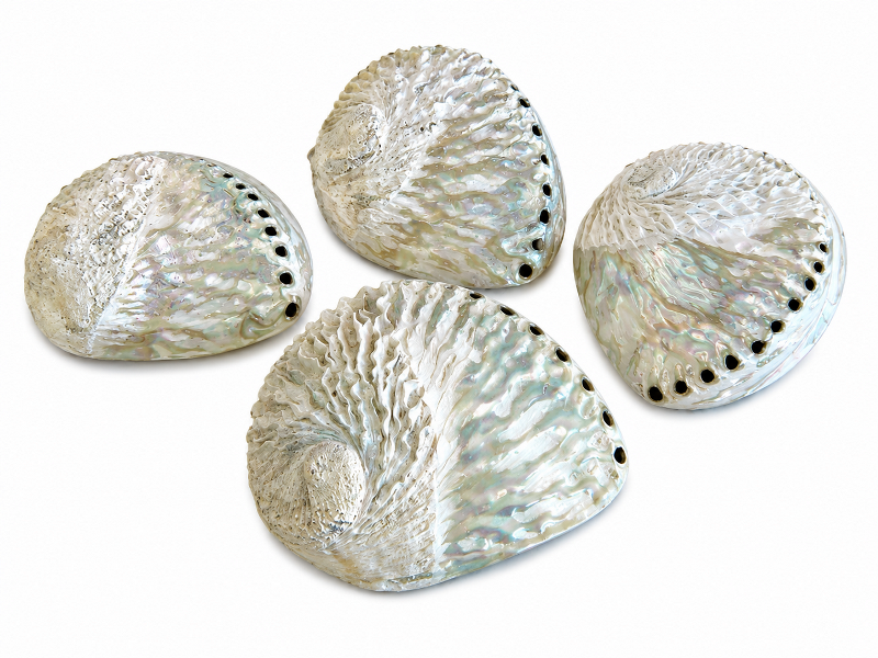 Abalone Shell Half Polished 14-15 CodeS287