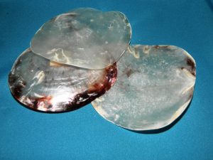 Polished Saddle shell