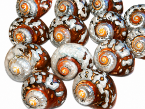 Sarmaticus Shell Natural Polished 8-9cm CodeS079