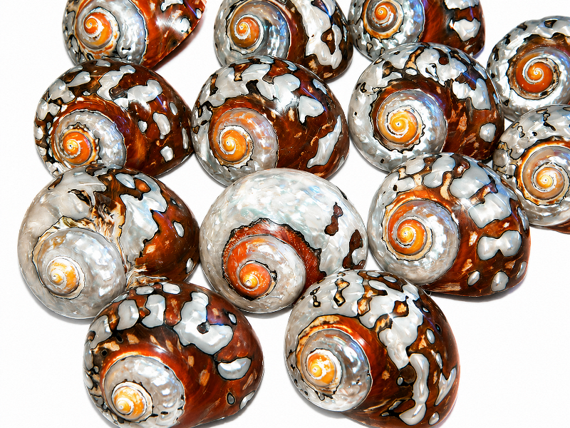 Sarmaticus Shell Natural Polished 8-9cm CodeS079