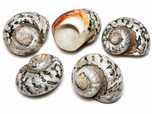 Sarmaticus Shell Raw CodeS094