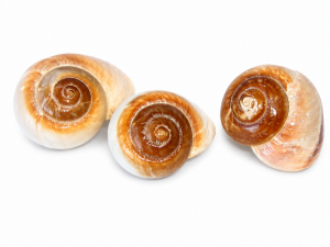 Sea Snails Shell CodeJ268