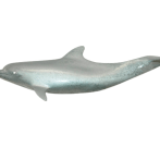 Dolphin Wall Plaque
