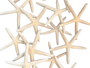 Starfish Finger 2-3" Size5cm-7.5cm