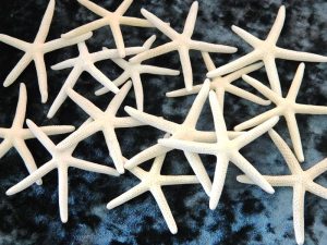 Starfish Finger3-4" Size7.5cm-10cm