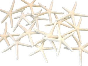 Starfish Finger3-4" Size7.5cm-10cm