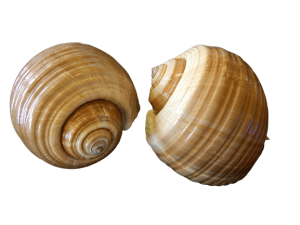 Tonna Dolium Size12cmX19cmX17cm