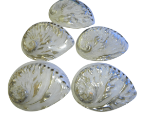 Abalone / Perlemoen white polished Shell