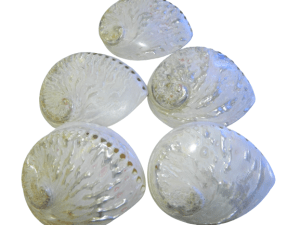 Abalone / Perlemoen white polished Shell