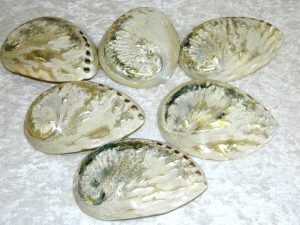 Abalone / Perlemoen white polished Shell