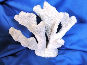 Coral made with Resin