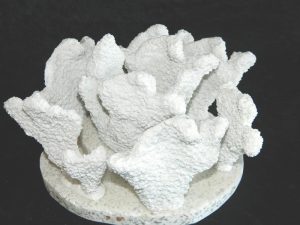 Coral made with Resin
